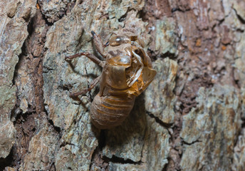 slough off, molt of cicada,insect molting
