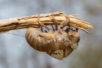 slough off, molt of cicada,insect molting

