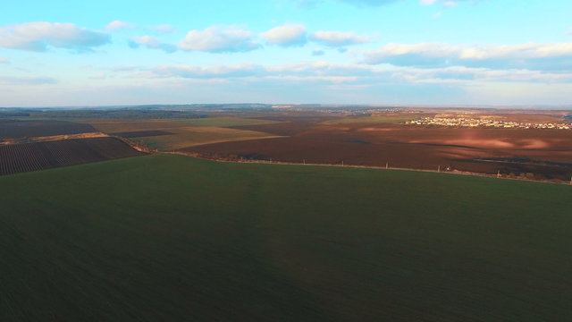 Green wheat. Aerial view. 4k