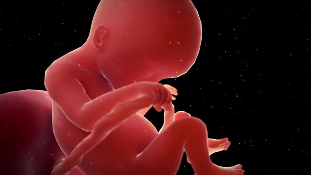 medical 3d animation of a fetus - week 18