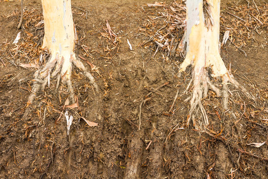 Dry eucalyptus tree roots.
