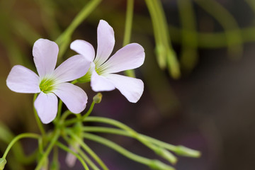 Purple shamrock flower