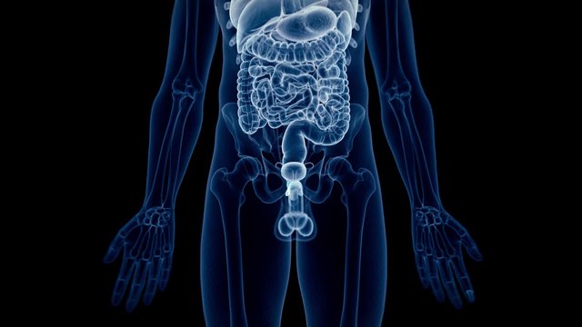 medical 3d animation of the human prostate