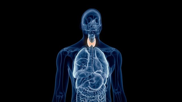 medical 3d animation of the human thyroid 