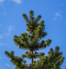 Spruce tree with cones 