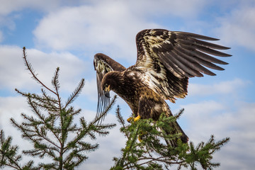 Golden eagle with spread wings
