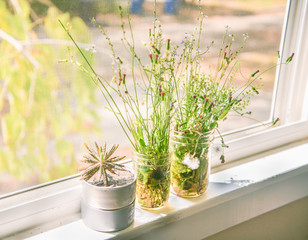 Ironweed,Dandelion,Fireweed,Cactus  in the jar on the window bac
