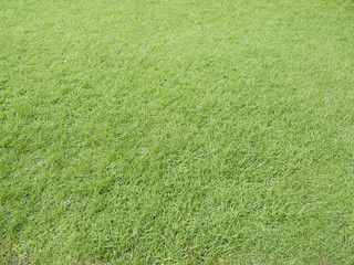 Green meadow or lawn useful as a grass background