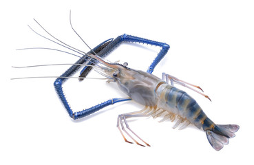 Fresh shrimp isolated on white background