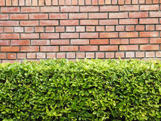 Fototapeta na wymiar orange brick wall with green hedge