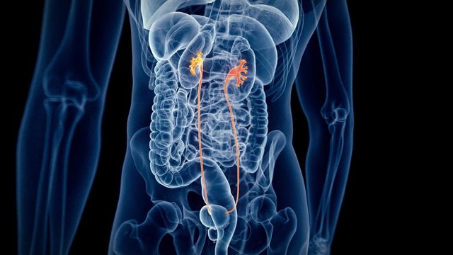 medical 3d animation of the human ureter