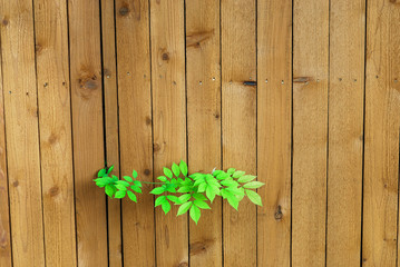 leaves growing from wooden wall