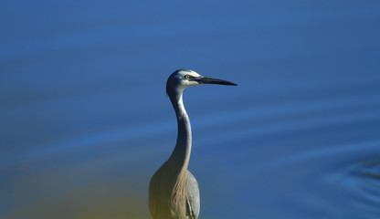 White-faced Heron with blue background