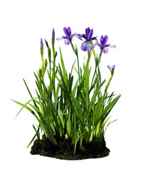 Iris Flower Plant