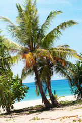 Tropical Palm Beach Nature Landscape Background
