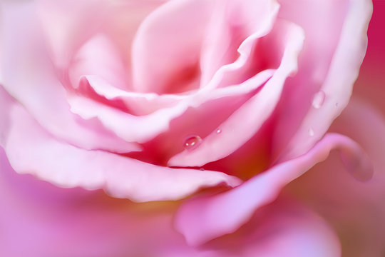 close-up pink rose with drops. vector illustration