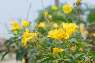 Yellow flowers