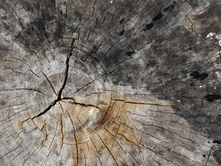 old tree stump texture background