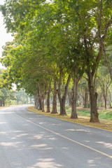 tree row in the park