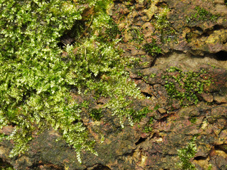 moss on stone
