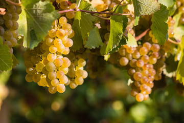 ripe chardonnay grapes on vine - obrazy, fototapety, plakaty