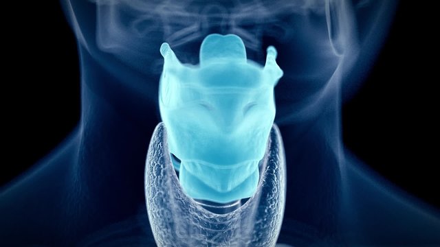 medical 3d animation of the human larynx