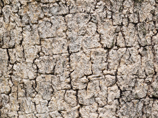 Tree bark texture