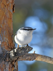 Nutcracker in the pine wood