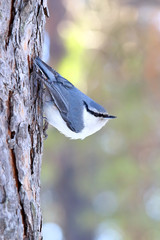 Nutcracker in the wood close up