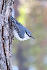 Nutcracker on a pine trunk