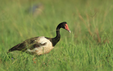 Australian magpie goose