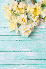 Pale yellow narcissus on turquoise painted wooden planks.