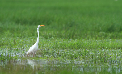 Eastern Great Egret
