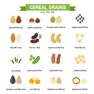 kilocalorie in cereal grains per100 gram infographics.vector