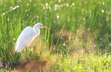 Egret with sparkling dew