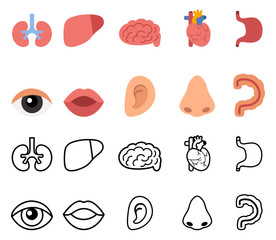 illustration of isolated human organs