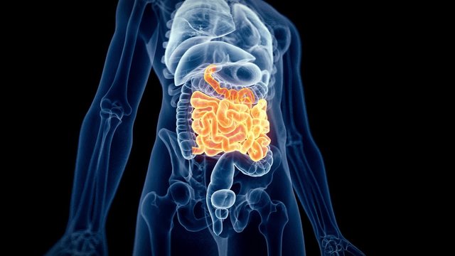 medical 3d animation of the human intestine