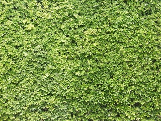 green leaves wall background