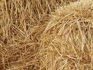 Hay background as a front view of a bale of hay as an agriculture farm and farming symbol of harvest time with dried grass straw as a bundled tied haystack