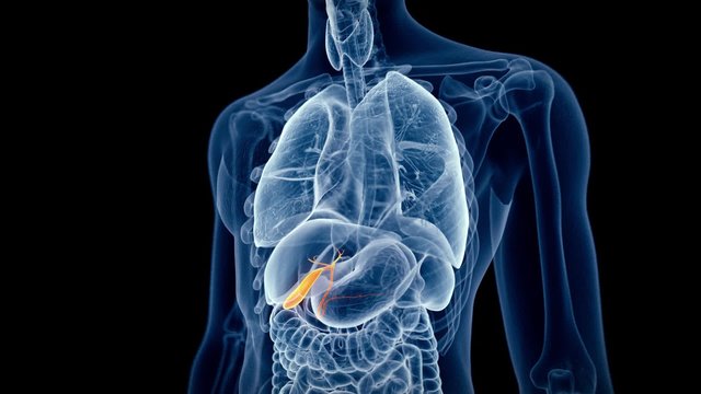 medical 3d animation of the human gallbladder