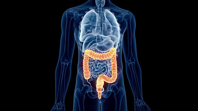 medical 3d animation of the human colon