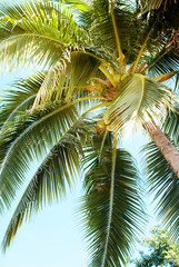 Fototapeta na wymiar Tropical Palm Nature Background Holiday Concept
