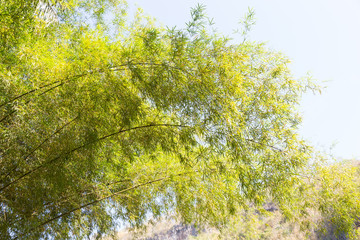 Branches and leaves of the bamboo