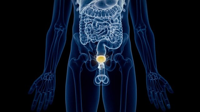 medical 3d animation of the human bladder