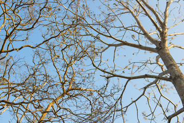 branches of tree against blue sky