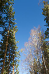 pine on a background of blue sky