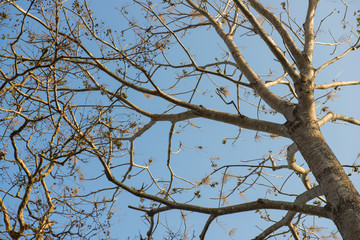 branches of tree against blue sky