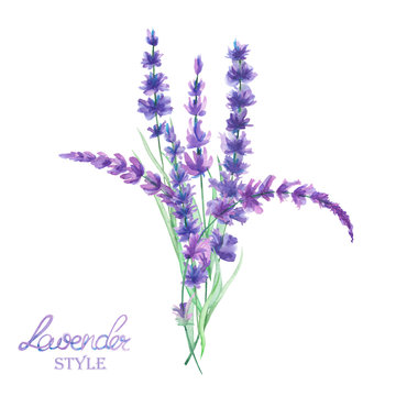 An illustration with a bouquet of the beautiful watercolor lavender branches, isolated hand-drawn in a watercolor on a white background