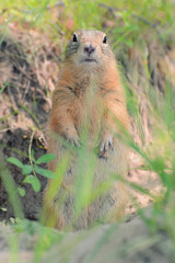 сибирский суслик