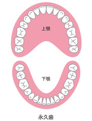 歯　歯並び © koti
